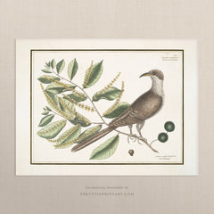 Vintage Bird Art Print 00918 |  Unframed