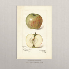 Vintage Apple Fruit Art Print – Antique Botanical Still Life Wall Art, Unframed (001)