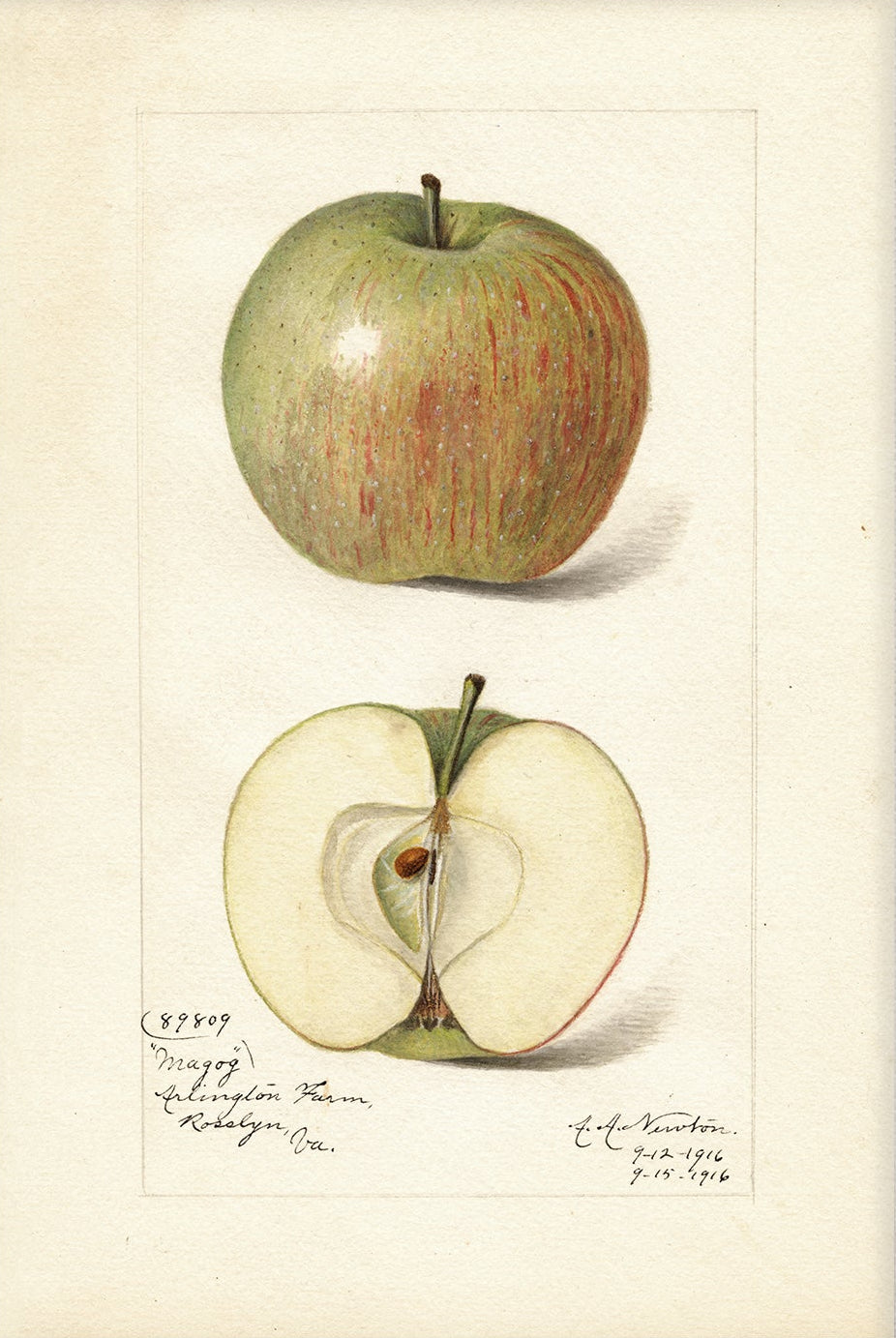 Vintage Fruit Art Prints - Apple 001 |  Unframed