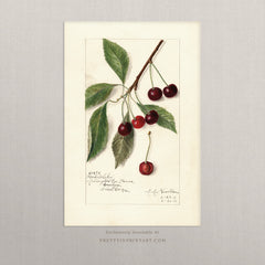 Vintage Cherry Fruit Art Print – Antique Botanical Still Life Wall Art, Unframed (002)