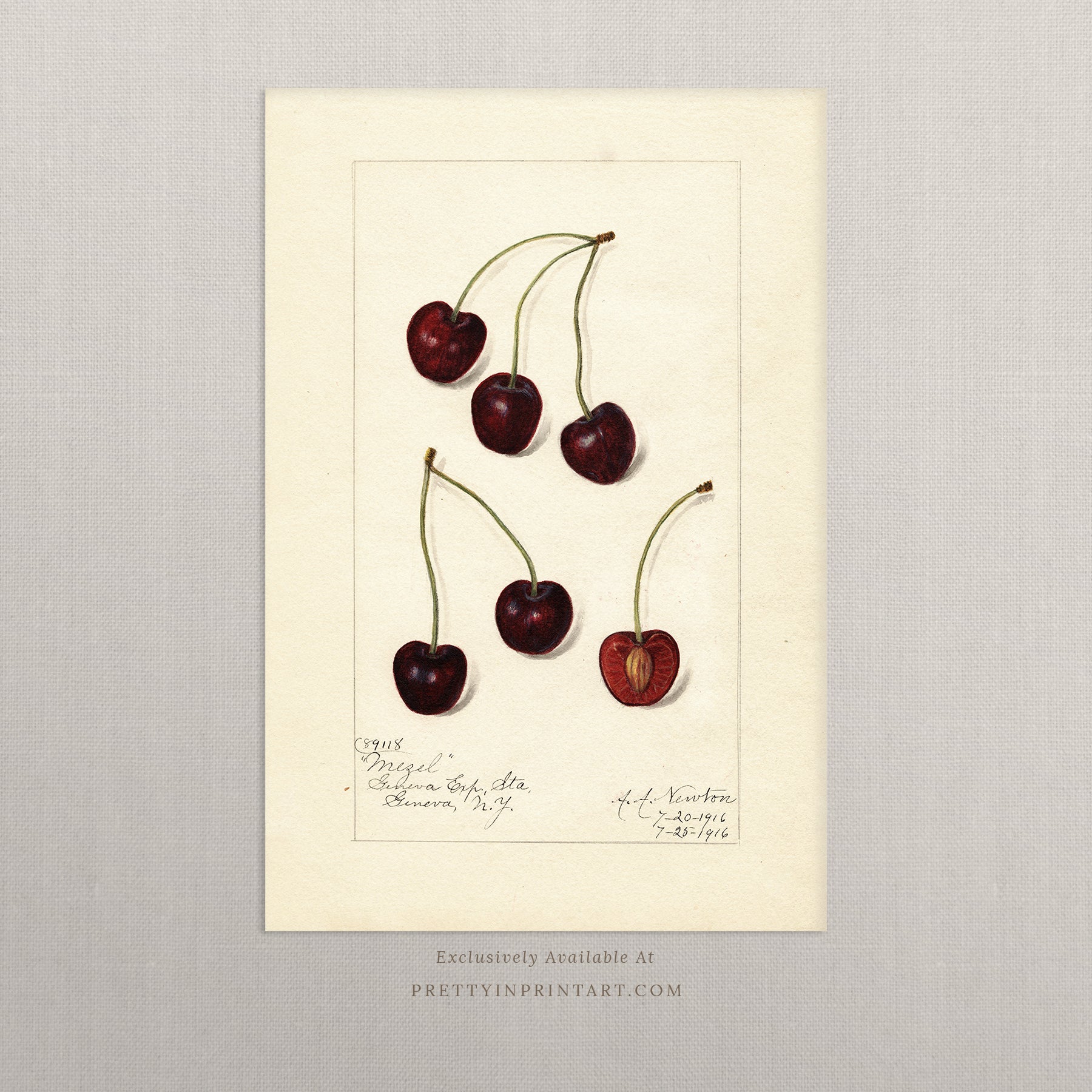 Black bobbin frame with vintage fruit botanical still life art for cottagecore, farmhouse, and traditional interiors