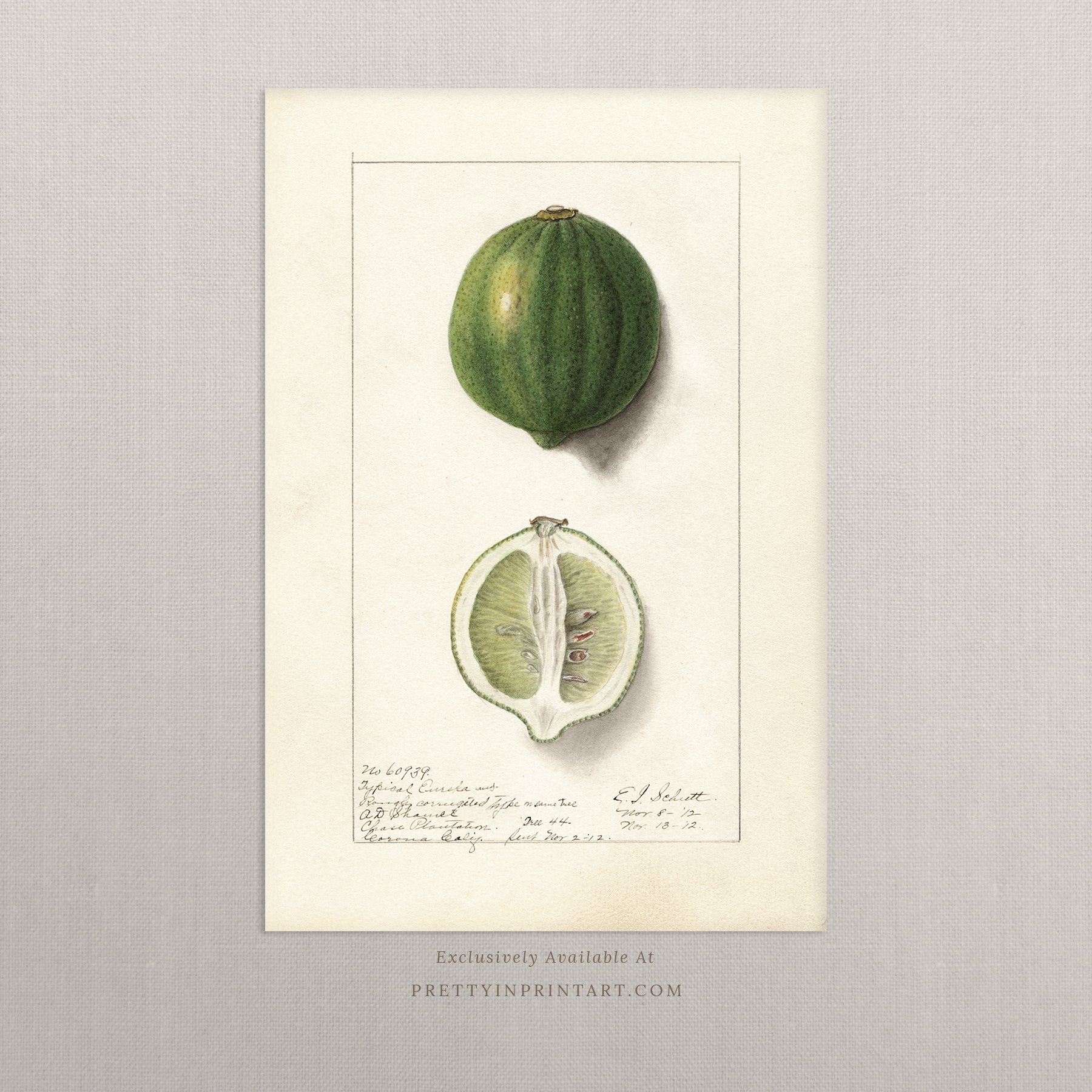 Black bobbin frame with vintage fruit botanical still life art for cottagecore, farmhouse, and traditional interiors