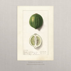 Vintage Fruit Art Prints - Citrus 006 |  Unframed