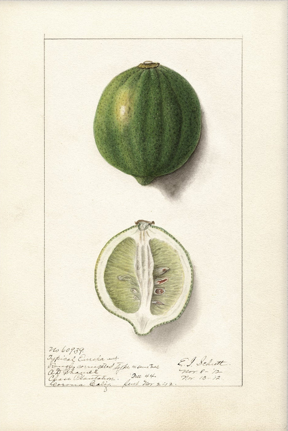 Vintage Fruit Art Prints - Citrus 006 |  Unframed