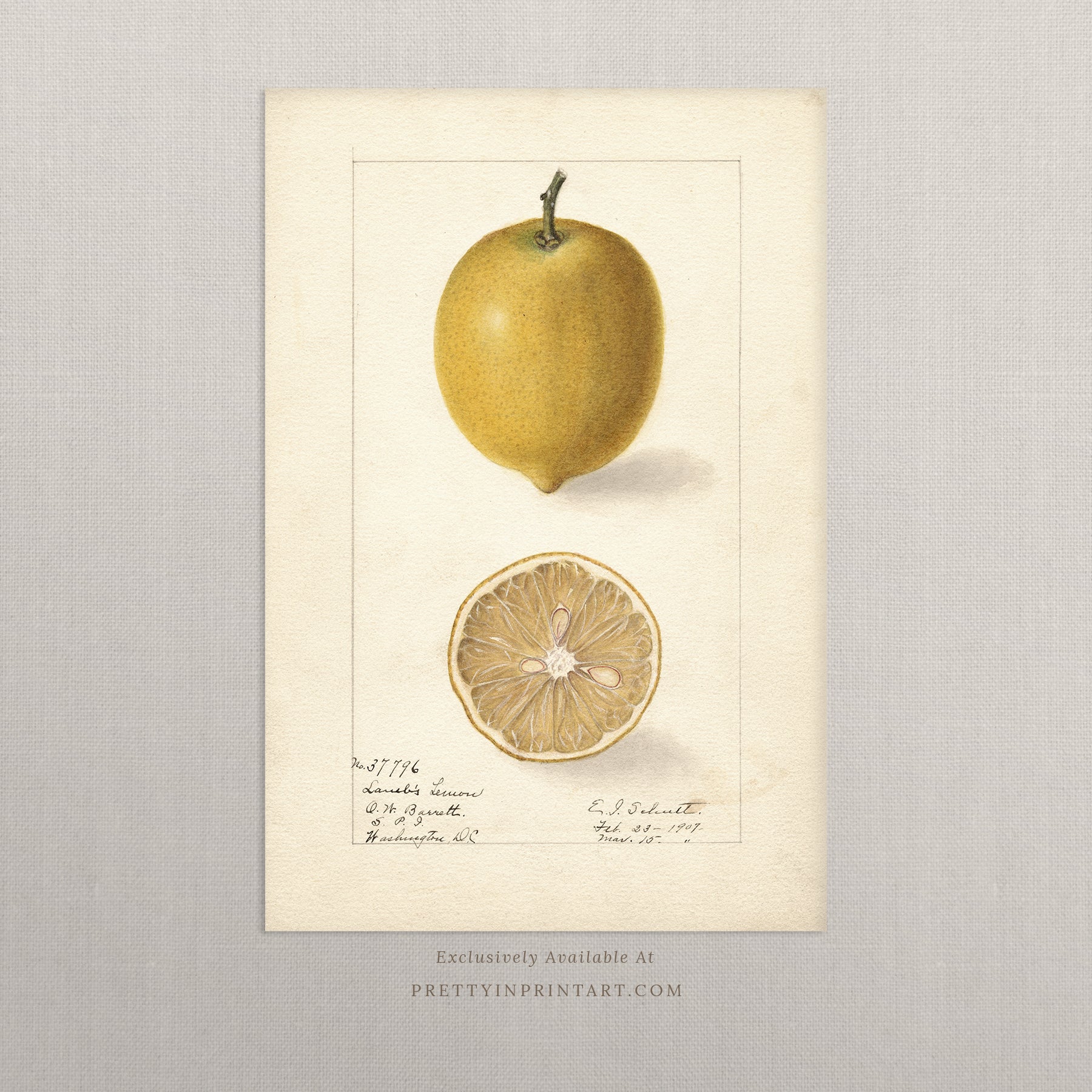 Black bobbin frame with vintage fruit botanical still life art for cottagecore, farmhouse, and traditional interiors