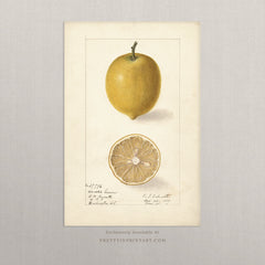 Vintage Citrus Fruit Art Print – Antique Botanical Still Life Wall Art, Unframed (007)