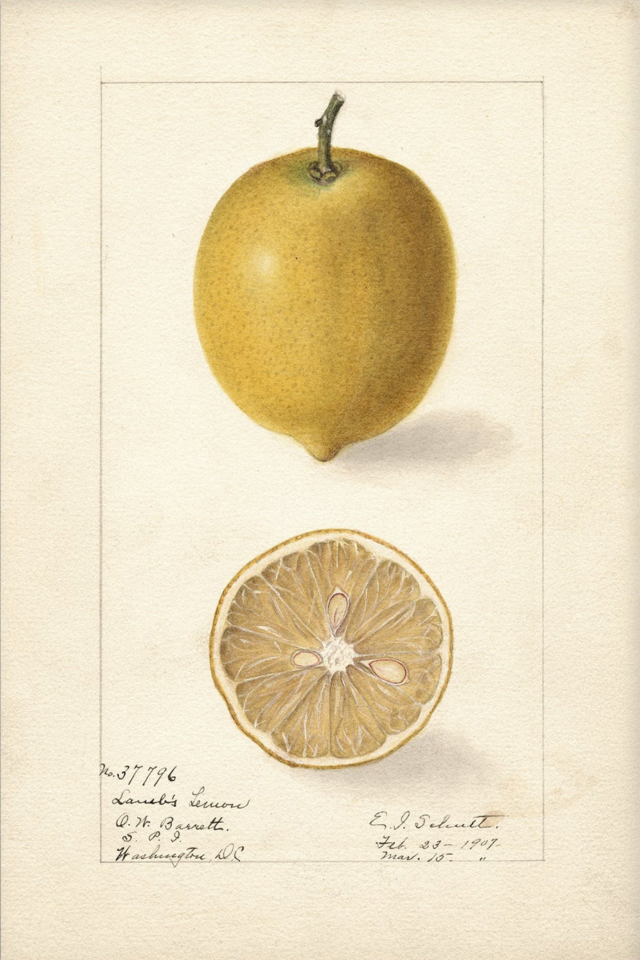 Vintage Fruit Art Prints - Citrus 007 |  Unframed