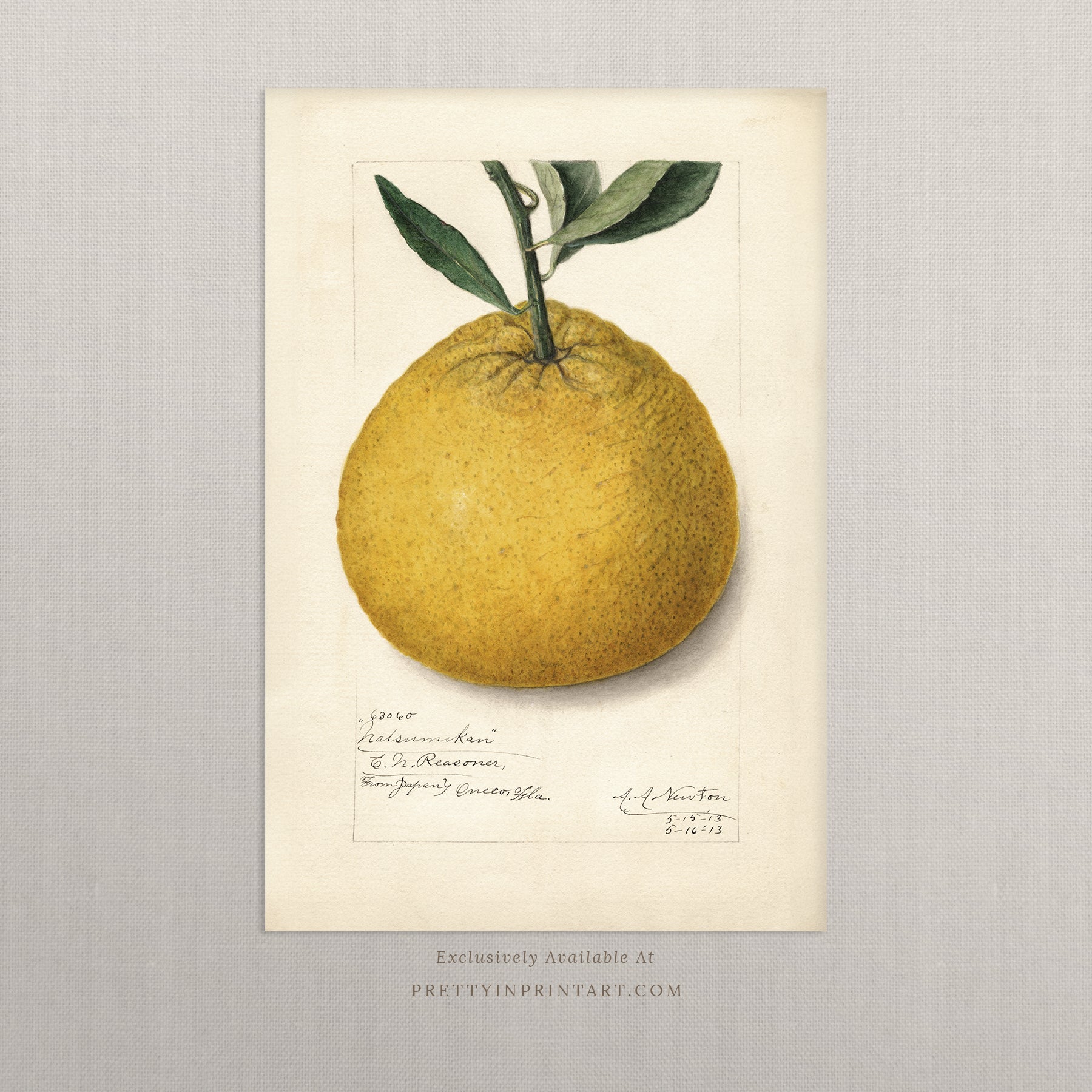 Black bobbin frame with vintage fruit botanical still life art for cottagecore, farmhouse, and traditional interiors