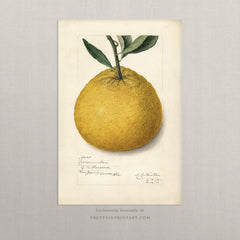 Vintage Fruit Art Prints - Citrus 009 |  Unframed