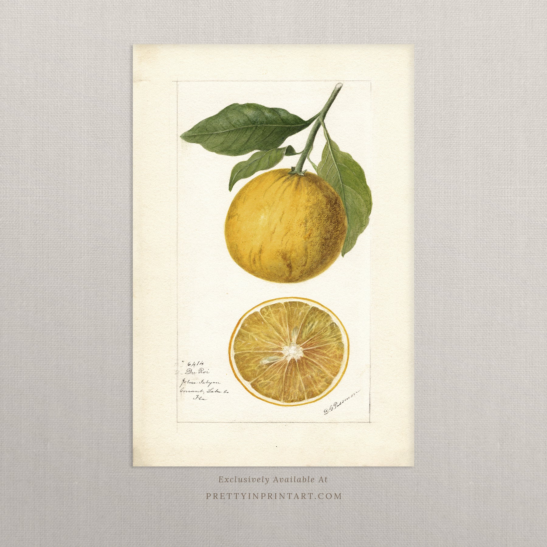 Black bobbin frame with vintage fruit botanical still life art for cottagecore, farmhouse, and traditional interiors