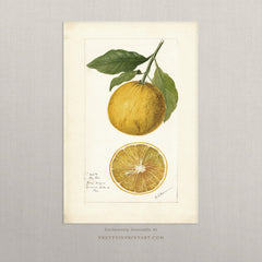 Vintage Citrus Fruit Art Print – Antique Botanical Still Life Wall Art, Unframed (010)