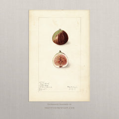 Vintage Fig Fruit Art Print – Antique Botanical Still Life Wall Art, Unframed (001)