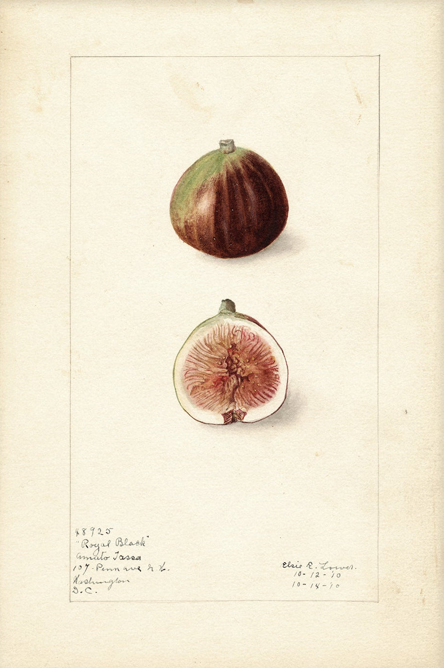 Vintage Fruit Art Prints - Fig 001 |  Unframed