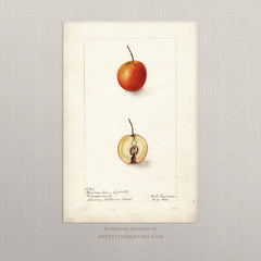 Vintage Fruit Art Prints - Fruit 003 |  Unframed