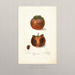 Vintage Fruit Art Print – Antique Botanical Still Life Wall Art, Unframed (004)