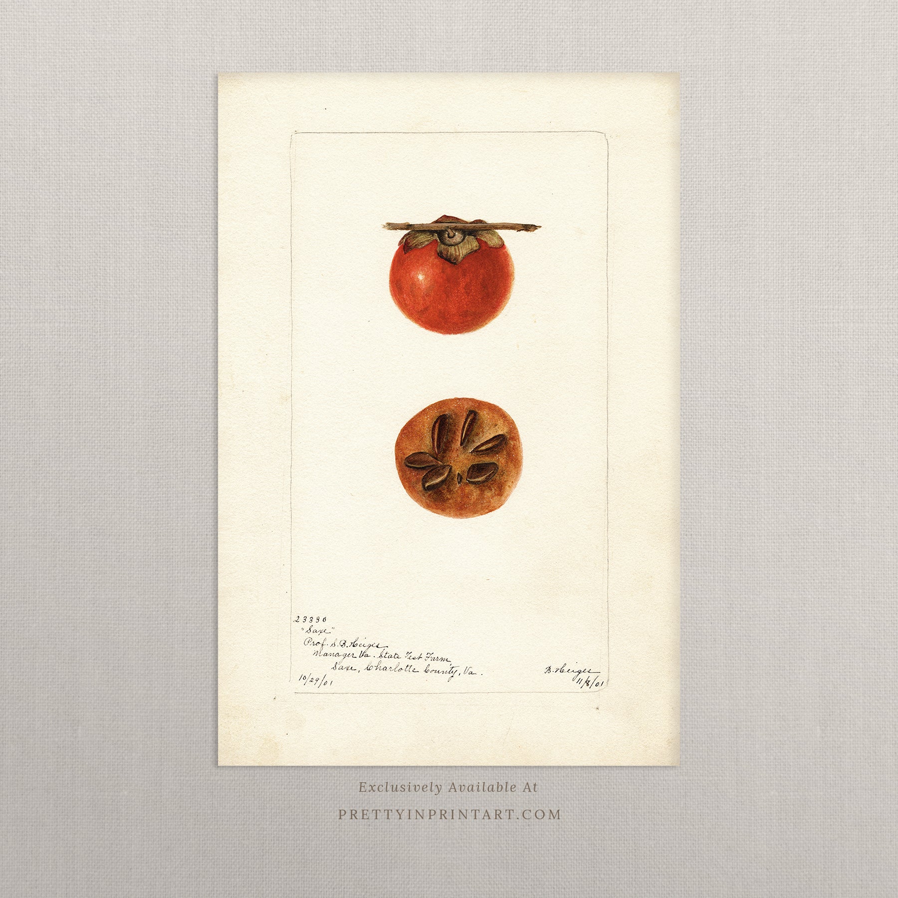 Black bobbin frame with vintage fruit botanical still life art for cottagecore, farmhouse, and traditional interiors