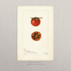 Vintage Fruit Art Prints - Fruit 006 |  Unframed