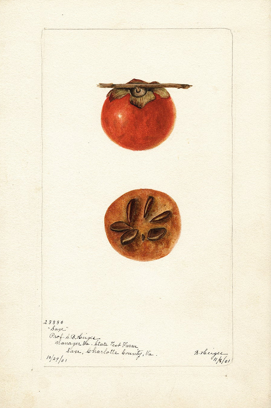 Vintage Fruit Art Prints - Fruit 006 |  Unframed