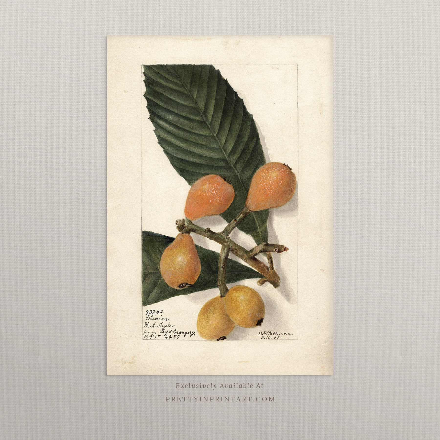 Black bobbin frame with vintage fruit botanical still life art for cottagecore, farmhouse, and traditional interiors