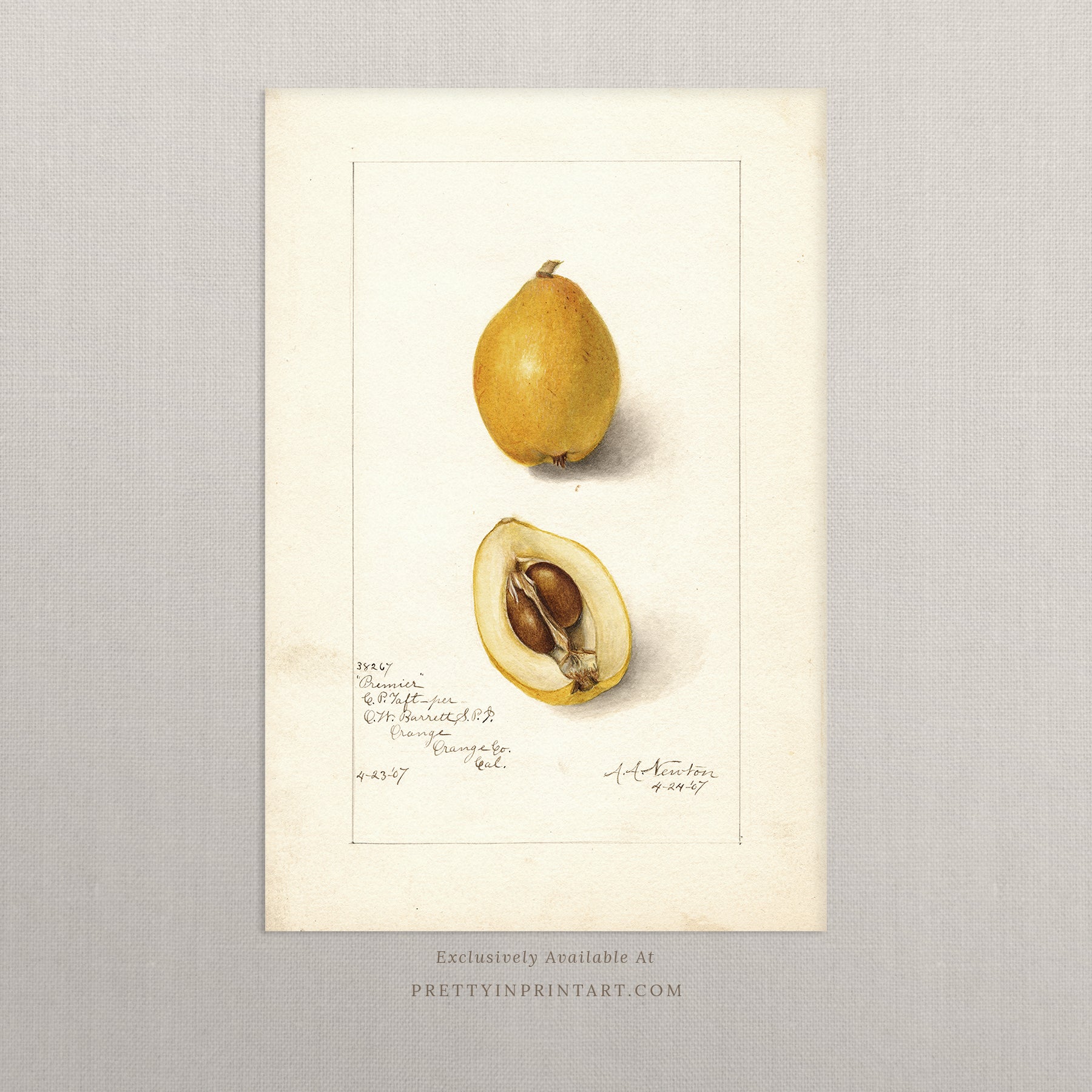 Black bobbin frame with vintage fruit botanical still life art for cottagecore, farmhouse, and traditional interiors