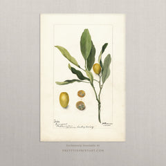 Vintage Fruit Art Prints - Fruit 009 |  Unframed
