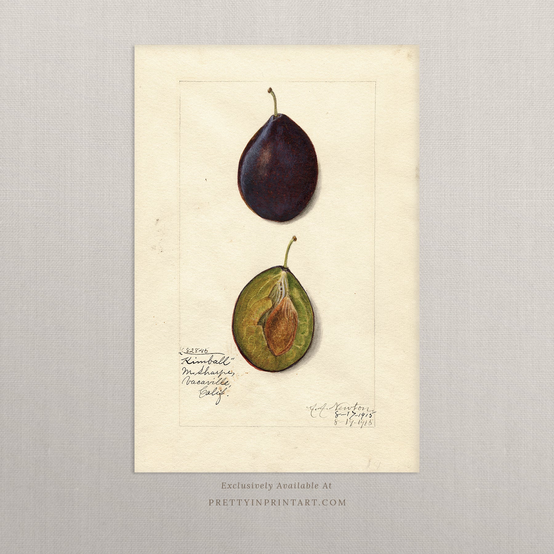 Black bobbin frame with vintage fruit botanical still life art for cottagecore, farmhouse, and traditional interiors