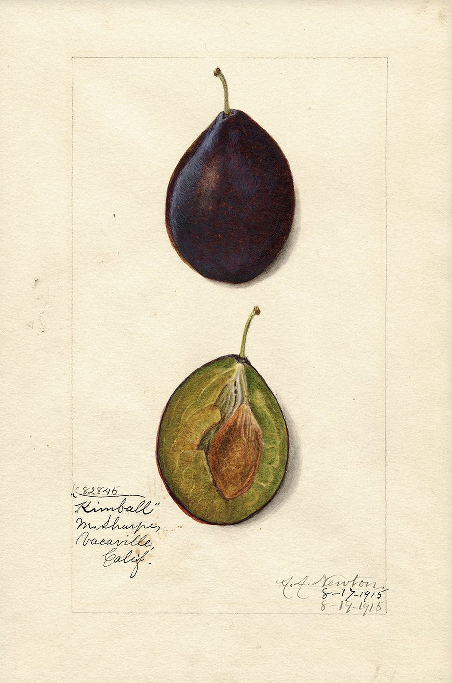 Vintage Fruit Art Prints - Fruit 016 |  Unframed