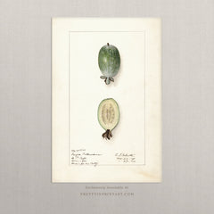 Vintage Fruit Art Prints - Fruit 018 |  Unframed