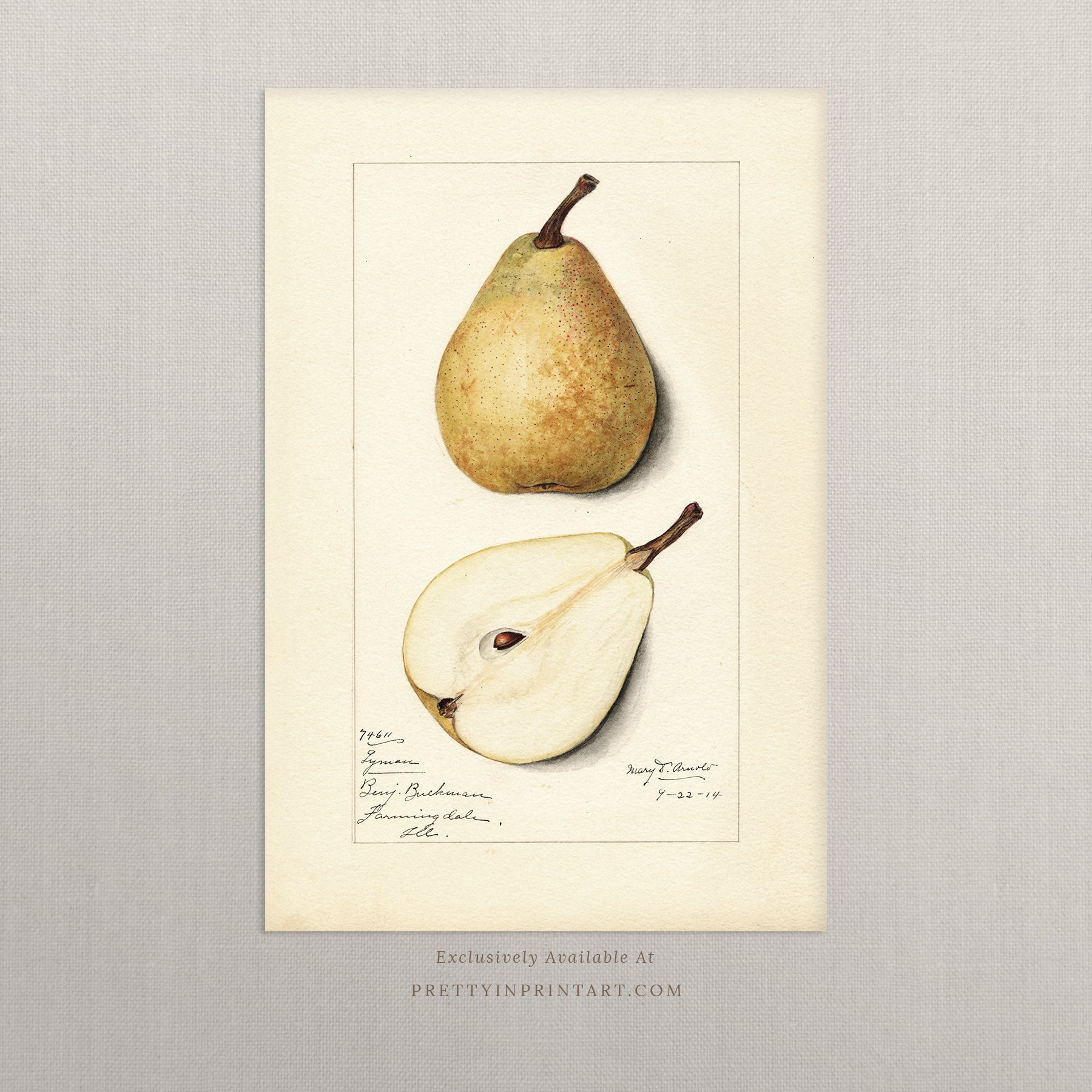 Black bobbin frame with vintage fruit botanical still life art for cottagecore, farmhouse, and traditional interiors