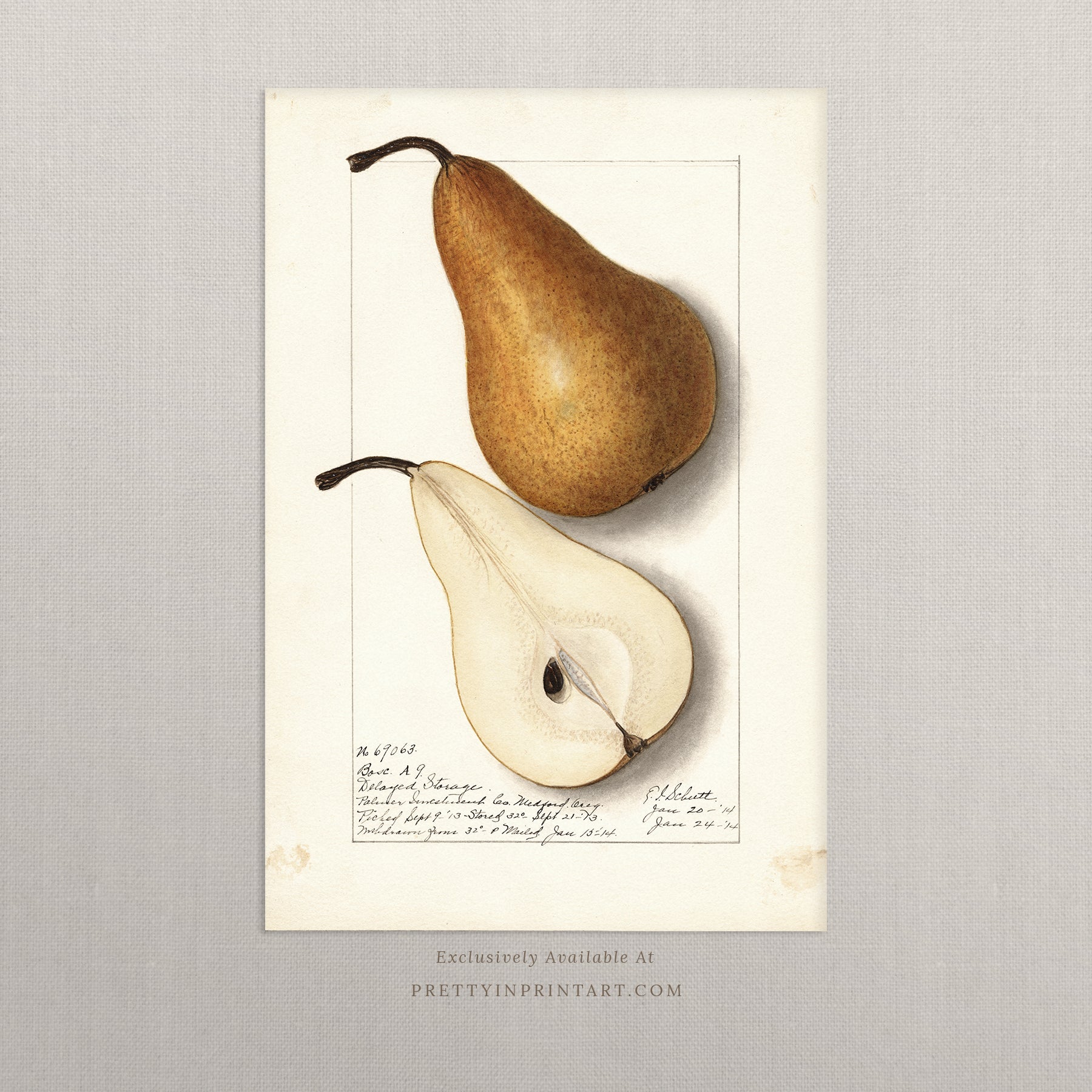 Black bobbin frame with vintage fruit botanical still life art for cottagecore, farmhouse, and traditional interiors