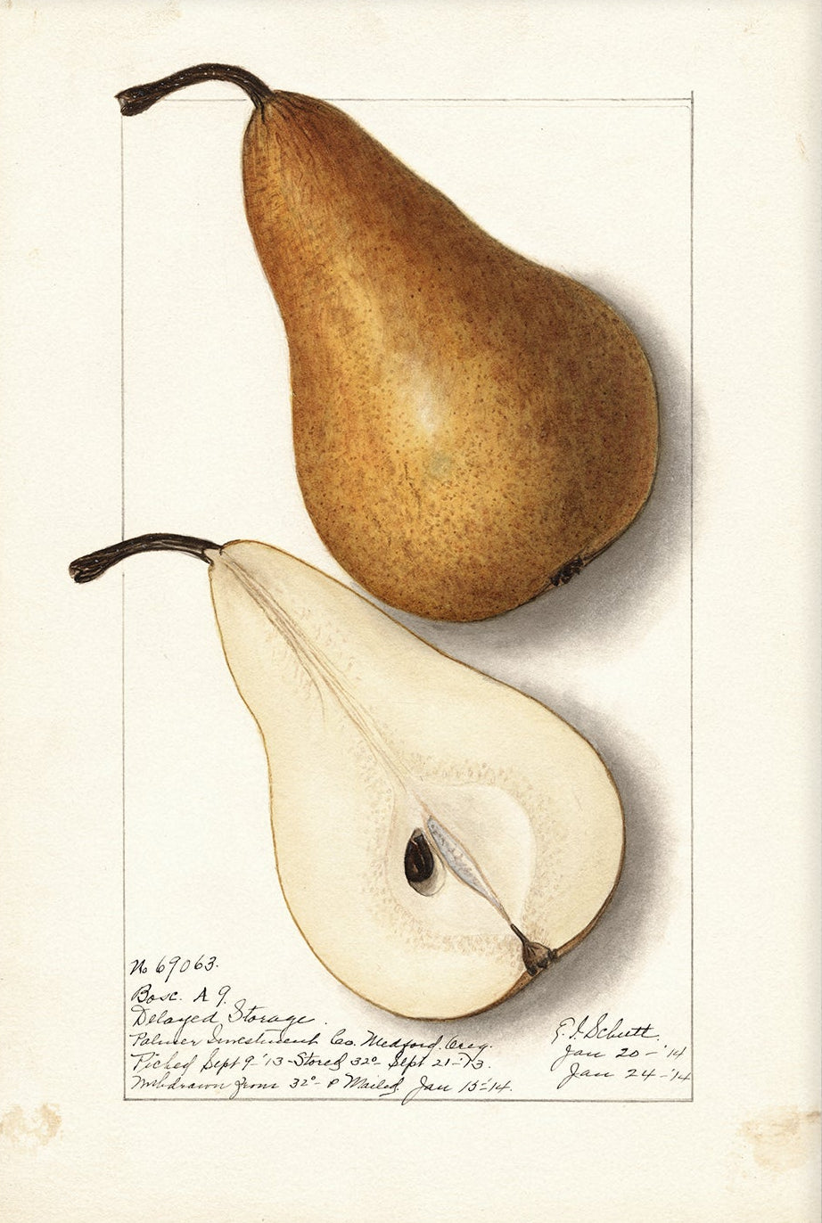 Vintage Fruit Art Prints - Pear 02 |  Unframed