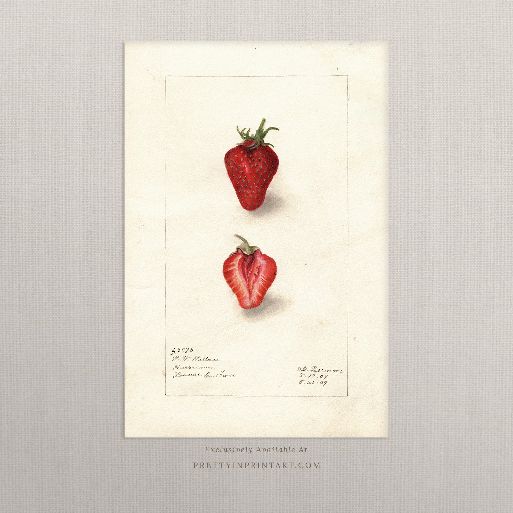 Black bobbin frame with vintage fruit botanical still life art for cottagecore, farmhouse, and traditional interiors