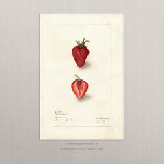 Vintage Fruit Art Prints - Strawberry 001 |  Unframed