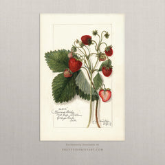 Vintage Strawberry Botanical Art Print – Antique Watercolour Kitchen Wall Art, Unframed (005)