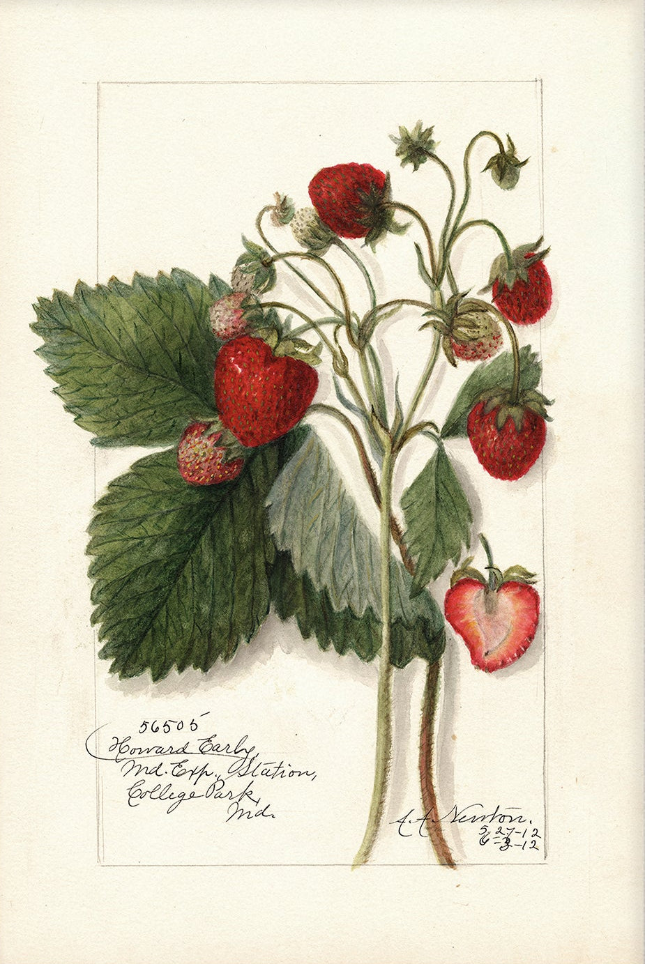 Vintage Fruit Art Prints - Strawberry 005 |  Unframed