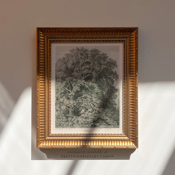 Framed Vintage Tree Etching Art (00514 + GLD-RIB-68224)