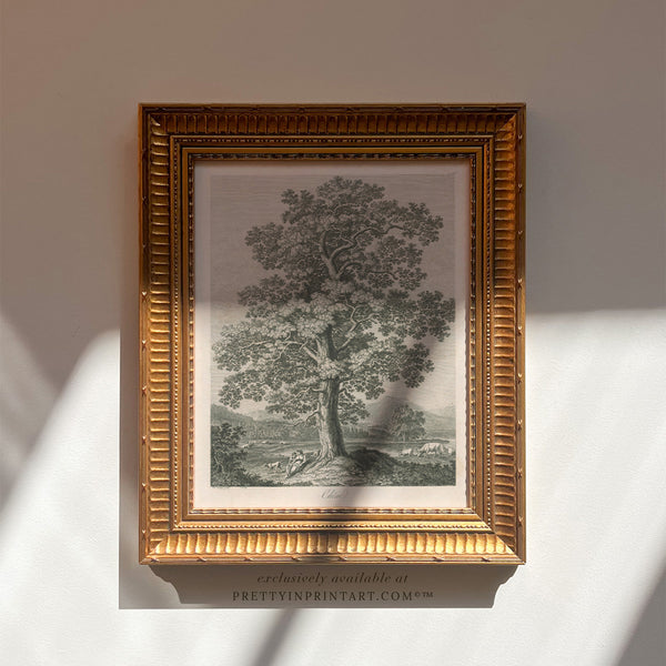 Framed Vintage Tree Etching Art (00515 + GLD-RIB-68224)