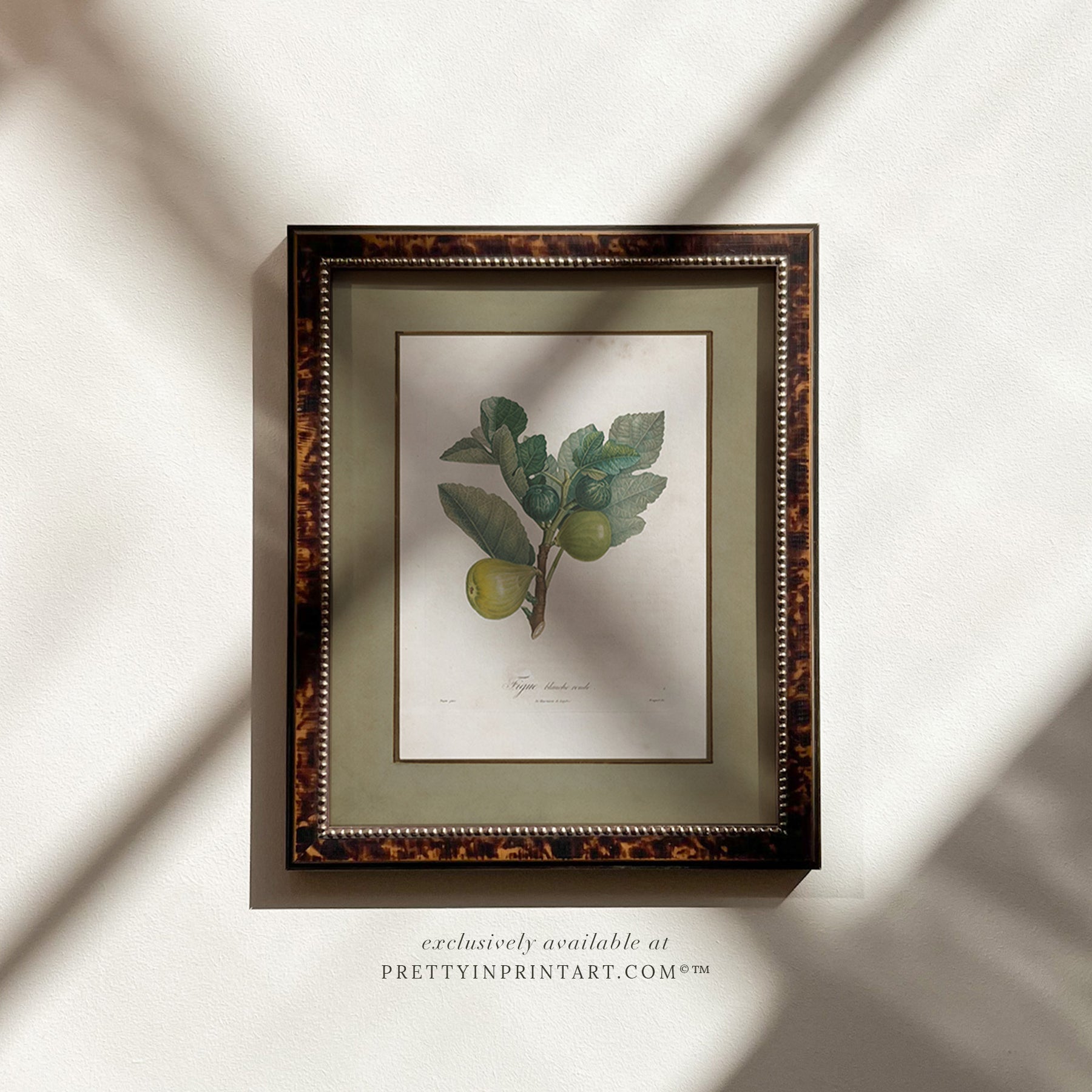 Framed vintage fig fruit botanical print in tortoise effect frame, showcasing antique botanical illustration