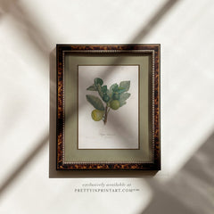 Framed Vintage Botanical Art; Fig