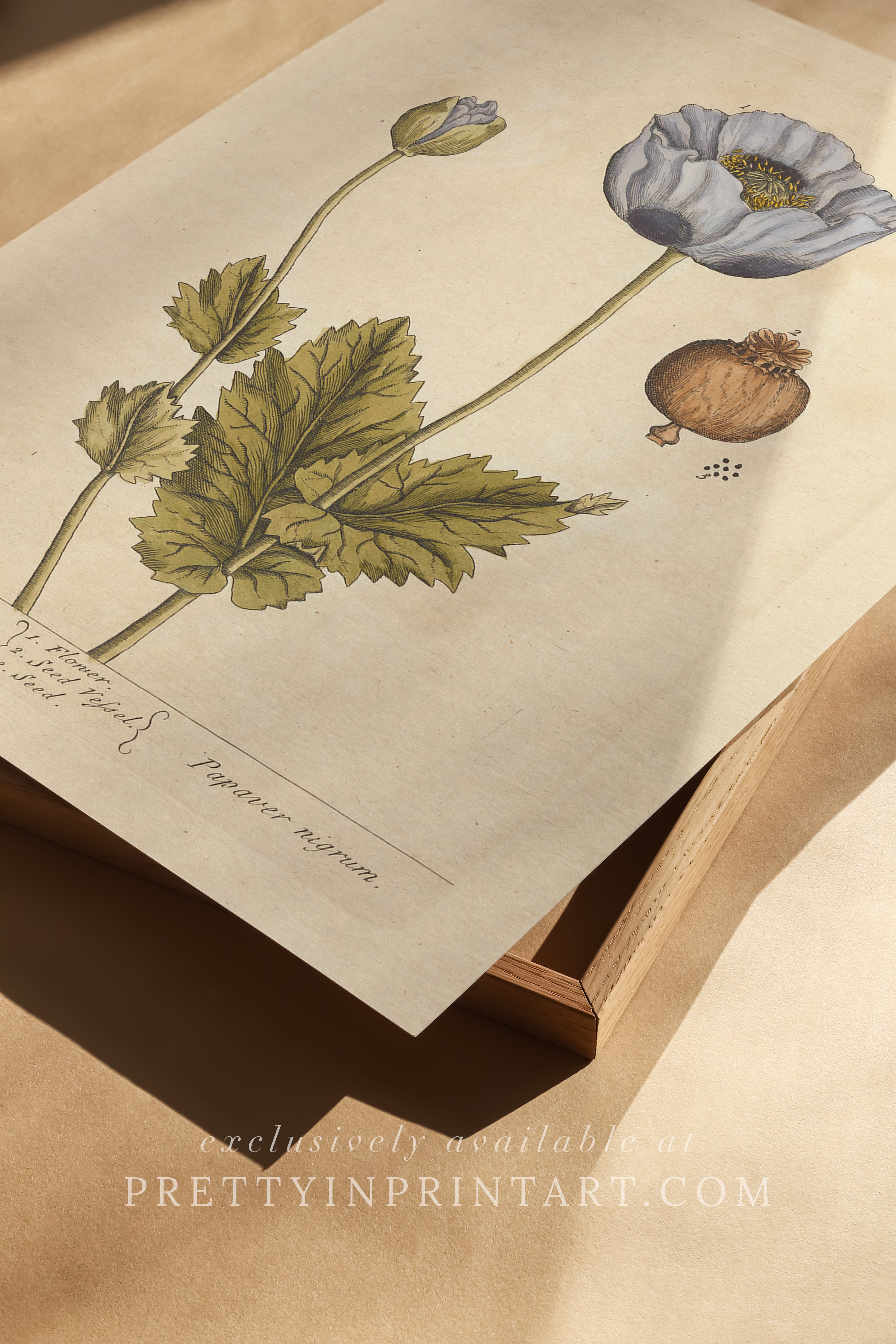 Vintage botanical print, antique herb illustration, framed floral artwork, perfect gift for gardeners