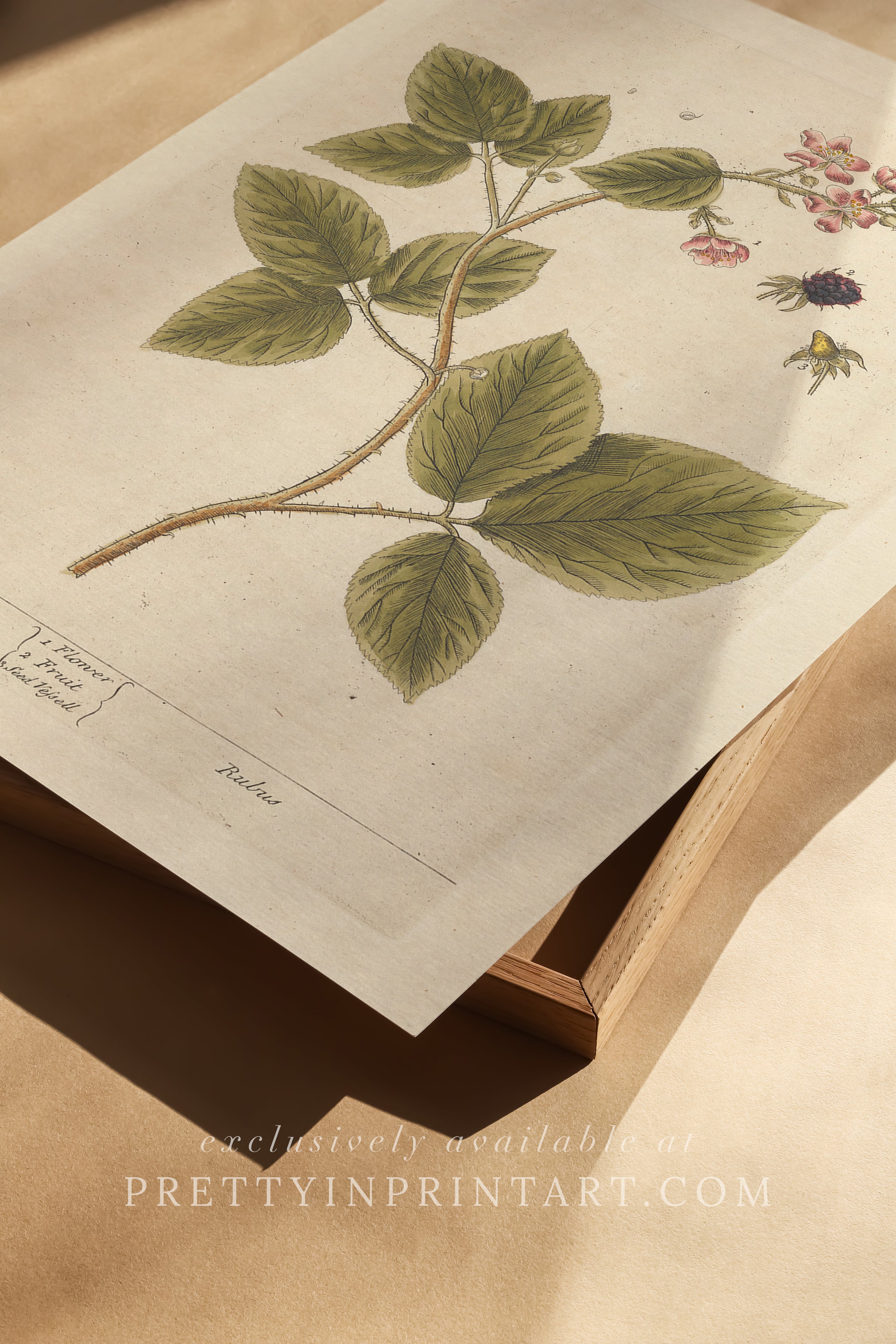 Vintage botanical print, antique herb illustration, framed floral artwork, perfect gift for gardeners