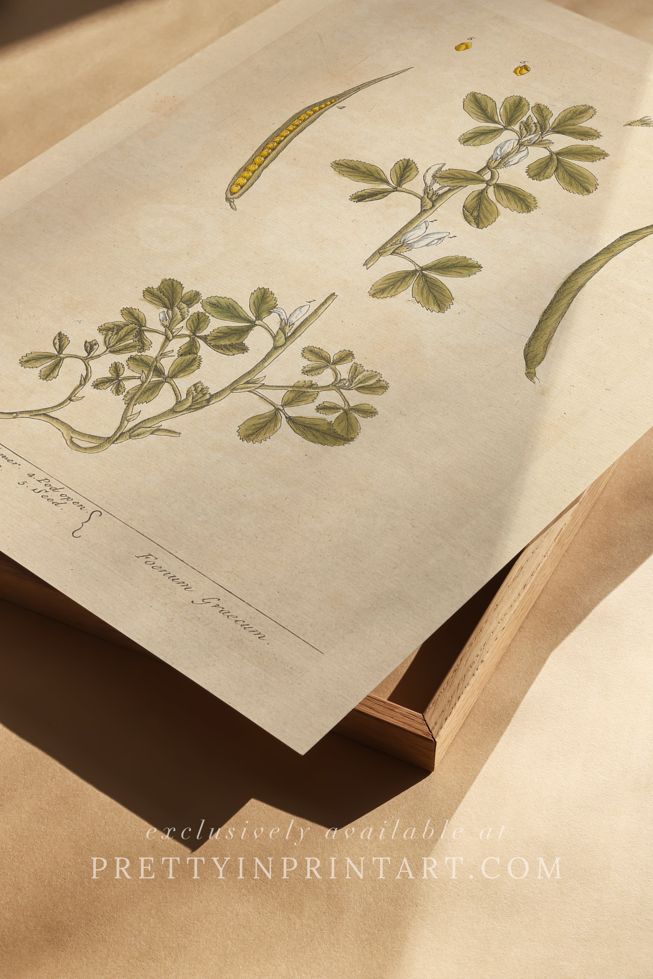 Vintage botanical art print, antique floral illustration, collectible wall decor for home or office