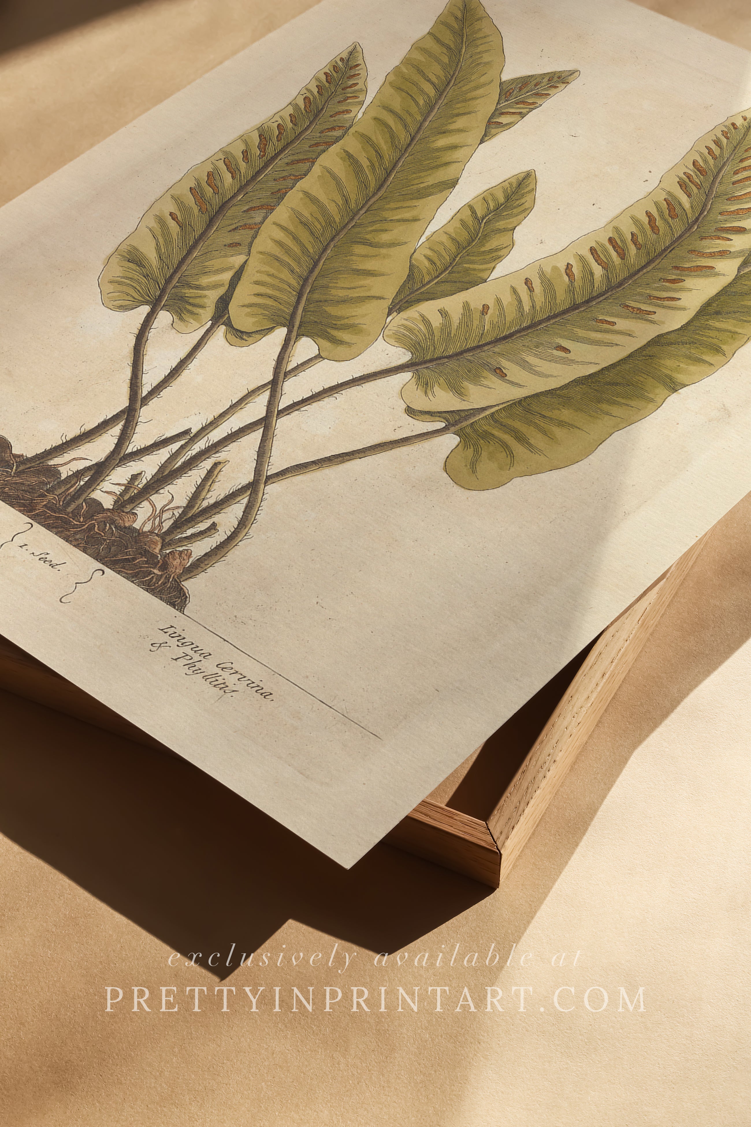 Vintage botanical art print, antique floral illustration, collectible wall decor for home or office