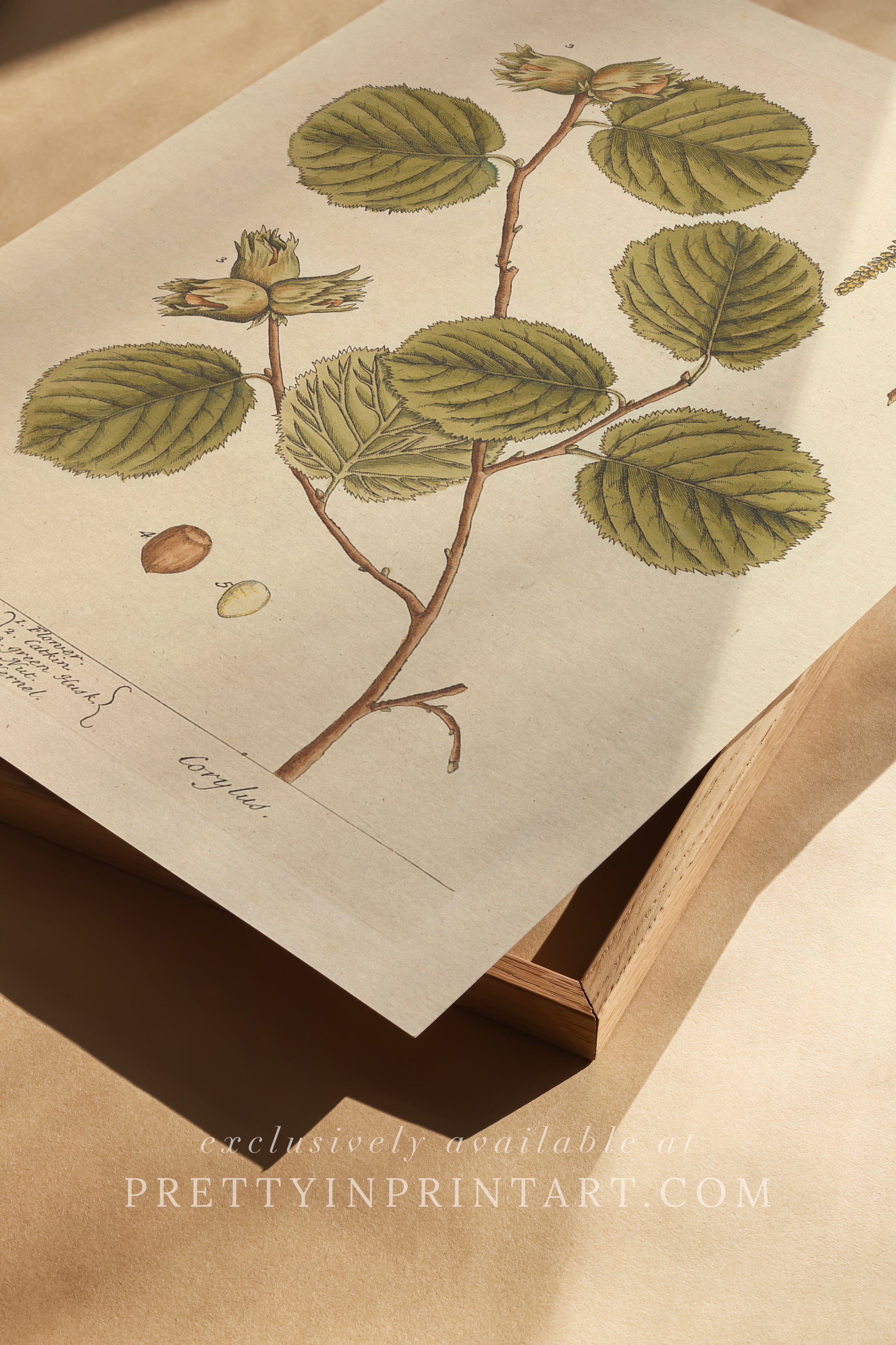 Vintage botanical art print, antique floral illustration, collectible wall decor for home or office