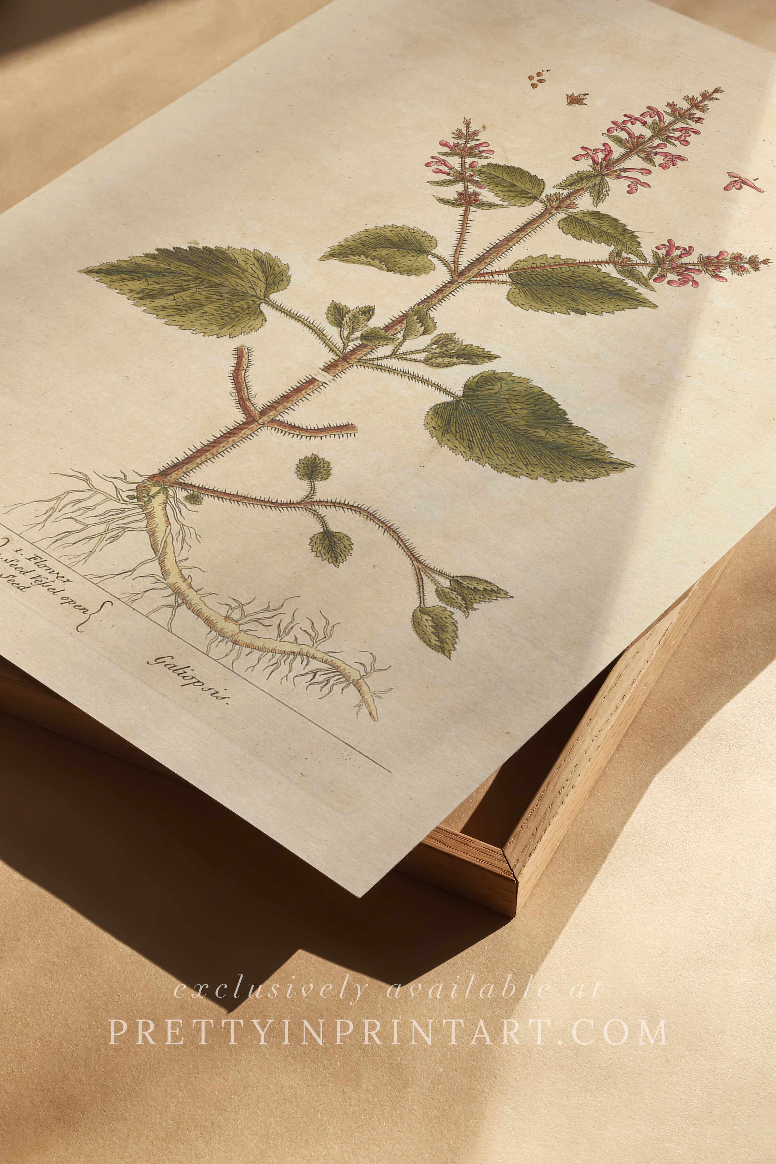 Vintage botanical art print, antique floral illustration, collectible wall decor for home or office