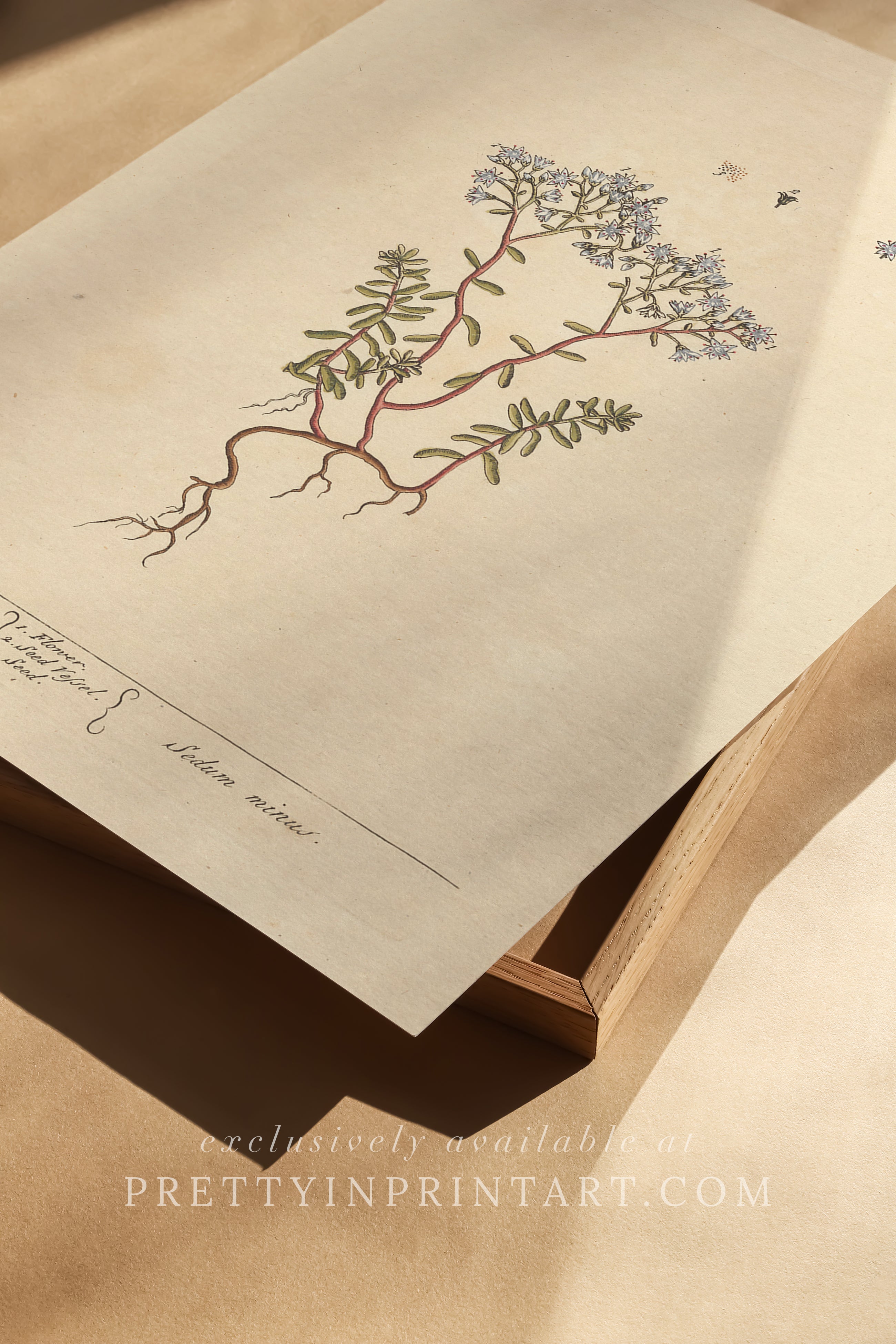 Vintage botanical art print, antique floral illustration, collectible wall decor for home or office