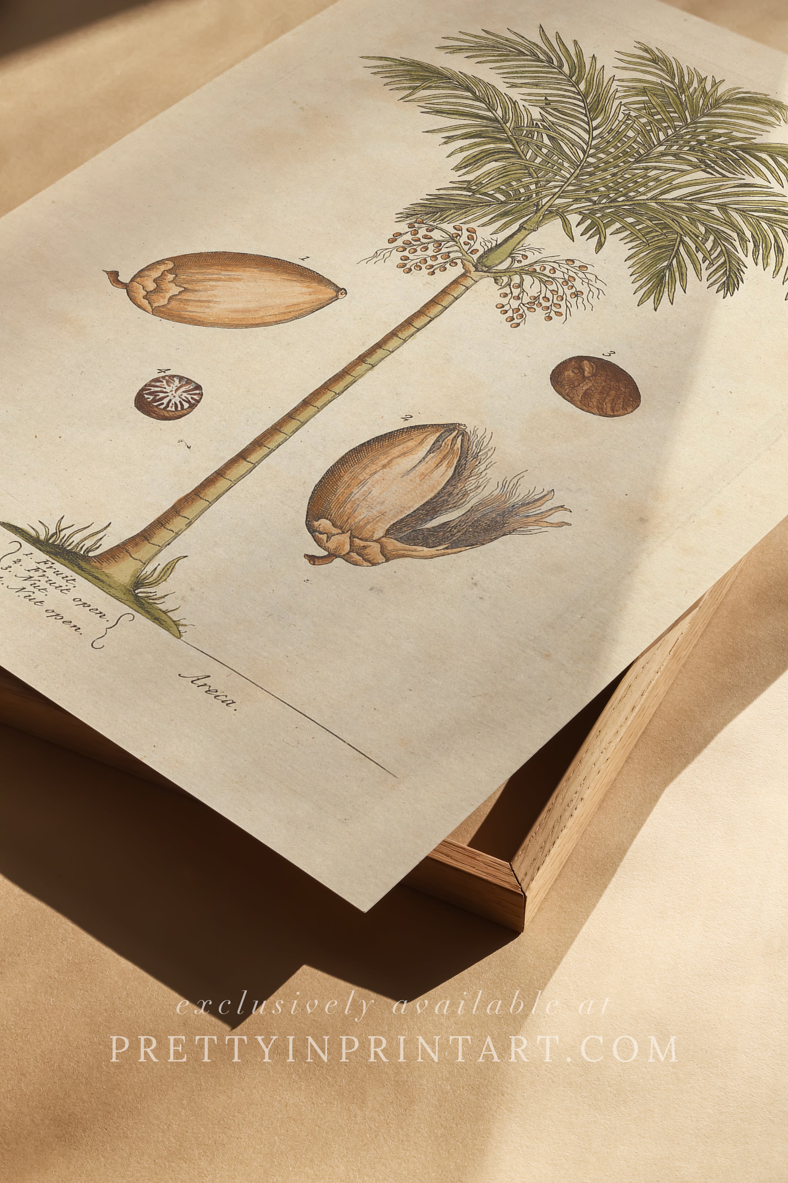 Vintage botanical art print, antique floral illustration, collectible wall decor for home or office