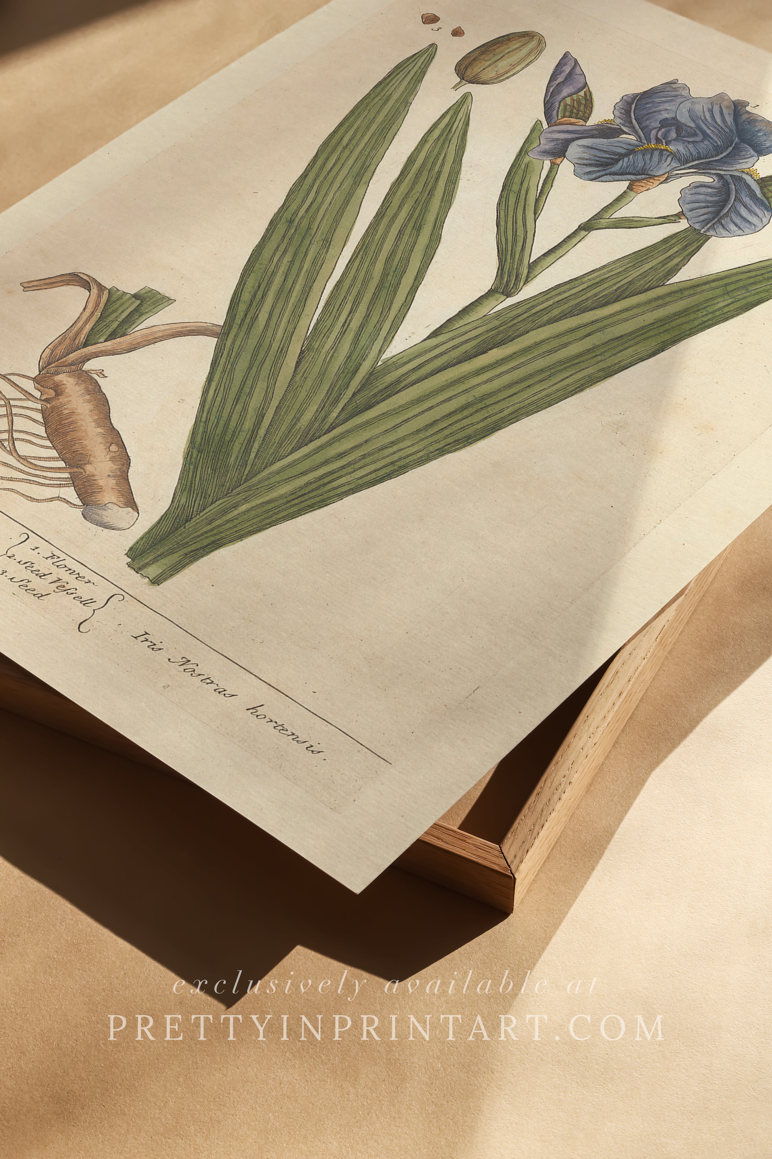 Vintage botanical art print, antique floral illustration, collectible wall decor for home or office