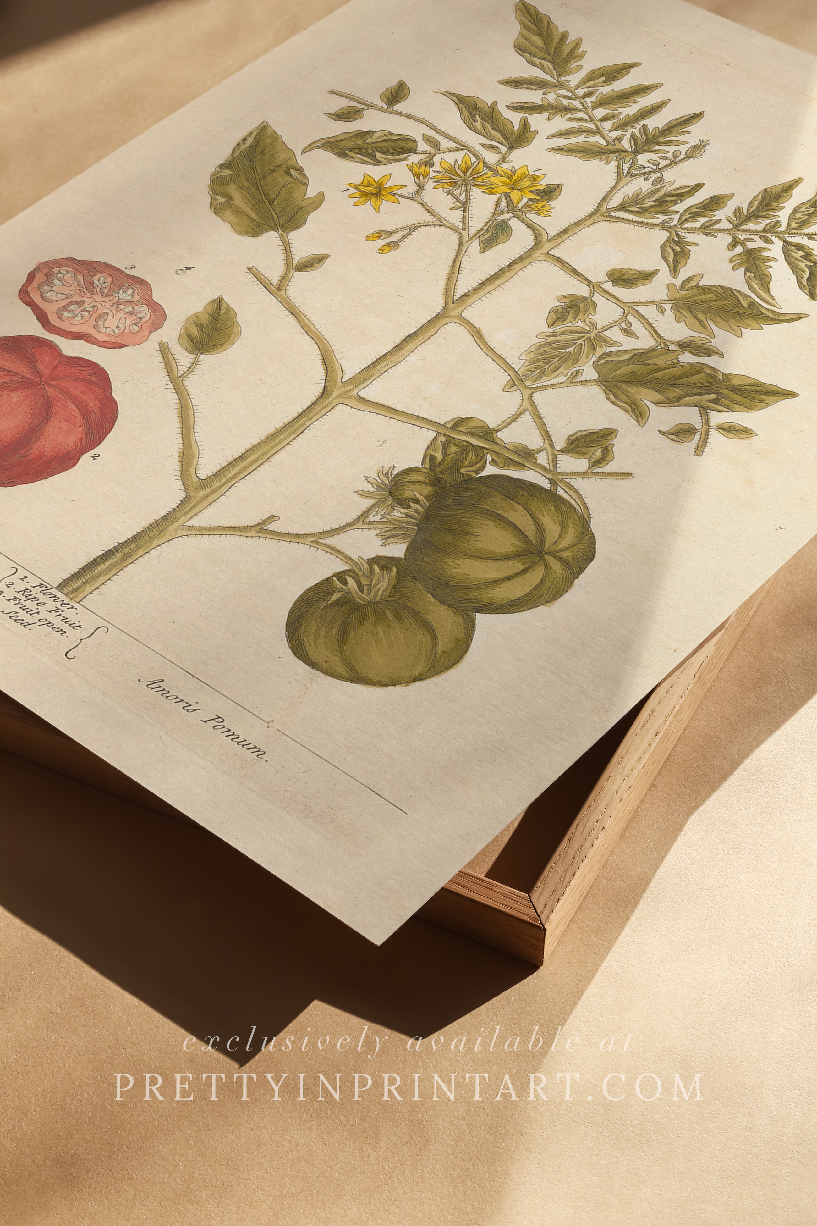 Vintage botanical art print, antique floral illustration, collectible wall decor for home or office