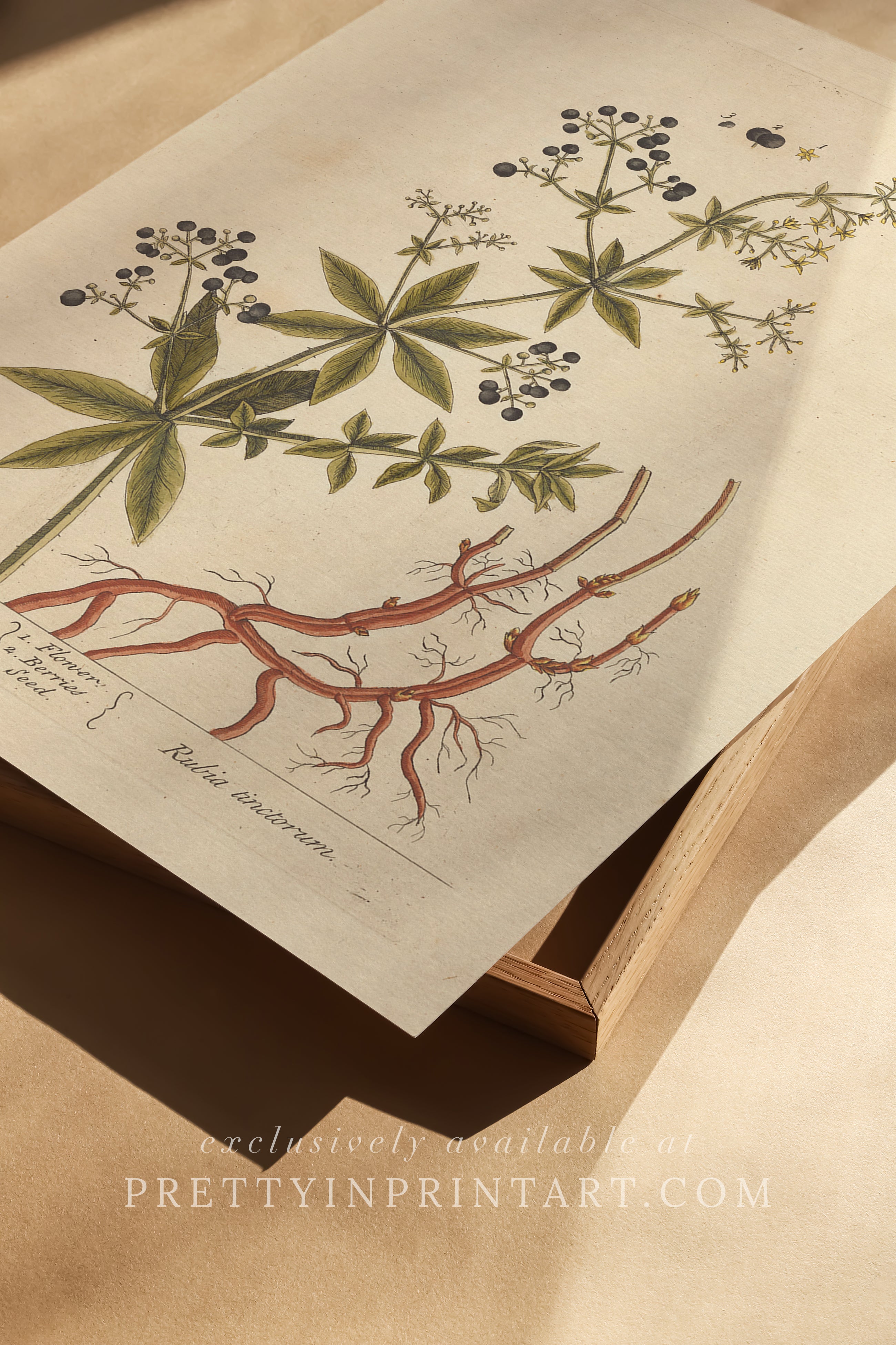 Vintage botanical art print, antique floral illustration, collectible wall decor for home or office